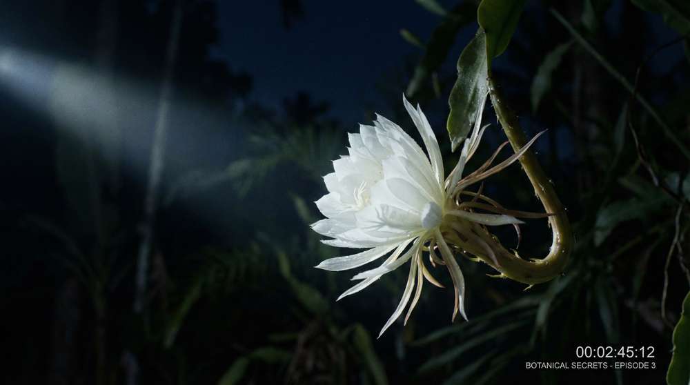 麻豆传媒植物视频-夜间开花延时摄影